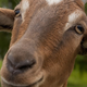 Illustration for article titled Goatscaping Program Providing Much-Needed Jobs to Bostons Goats